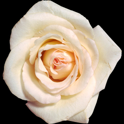 rose_white_02_1.jpg